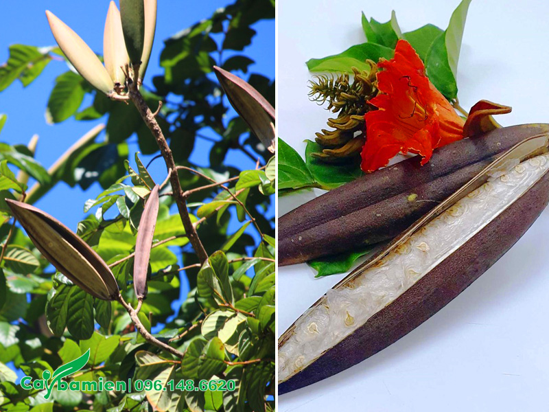 Quả cây Sò Đo Cam khi chín khô, vỏ tự bong, hạt dễ phát tán