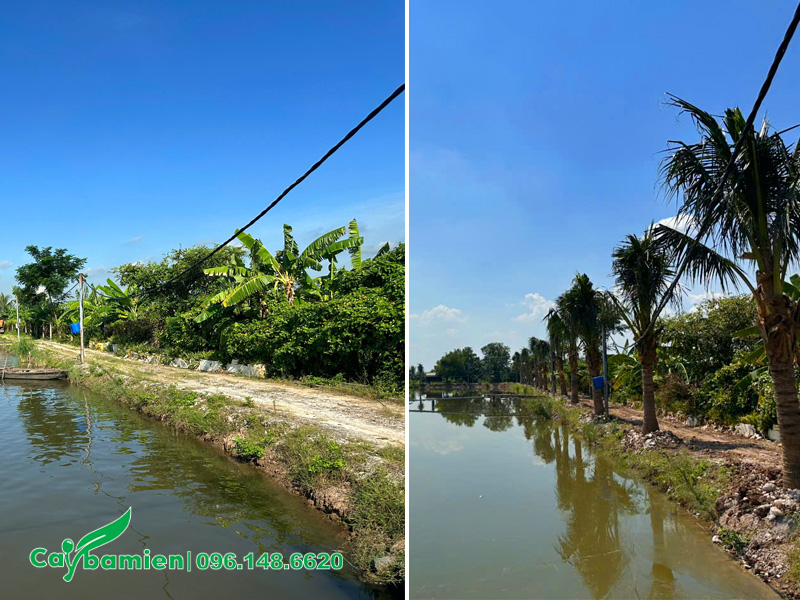 Hình ảnh trước và sau khi trồng cây dừa cho đầm cá ở Uông Bí