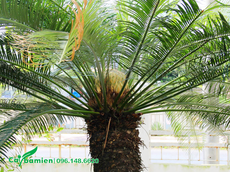 Tán lá của cây thiên tuế cổ thụ lá mảnh và mềm mỏng