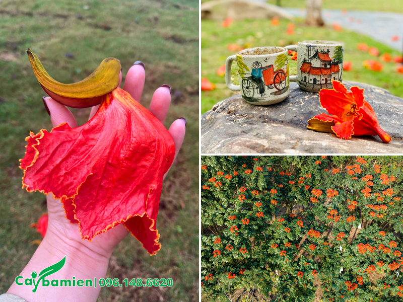 Hình dáng bông hoa của cây Sò Đo Cam