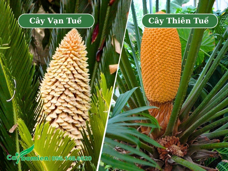 Phân biệt nón đực của cây vạn tuế và cây thiên tuế