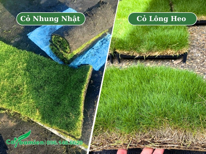 Thảm cỏ lông heo dài hơn nhưng kết cấu tạo thảm lỏng hơn