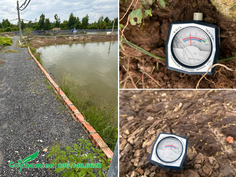 Đo chất lượng đất, đánh giá độ pH của đất