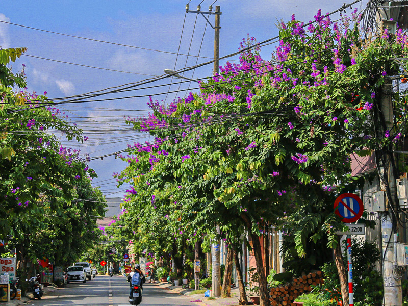 Trồng cây bằng lăng trước cổng nhà dân