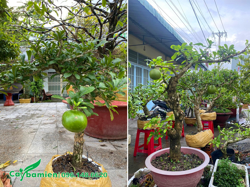 Kích thước cây đào tiên trồng chậu, chiều cao gần 1m