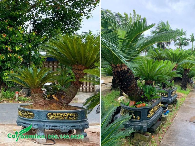 Trồng cây vạn tuế trong chậu cảnh lớn, chiều cao khoảng 2m