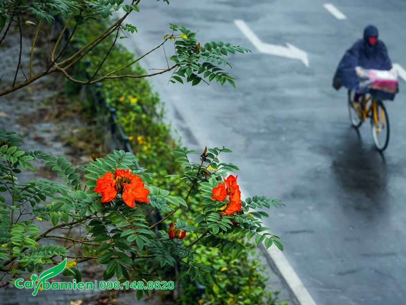 Thời điểm cắt tỉa cây Sò Đo Cam trước mùa mưa bão