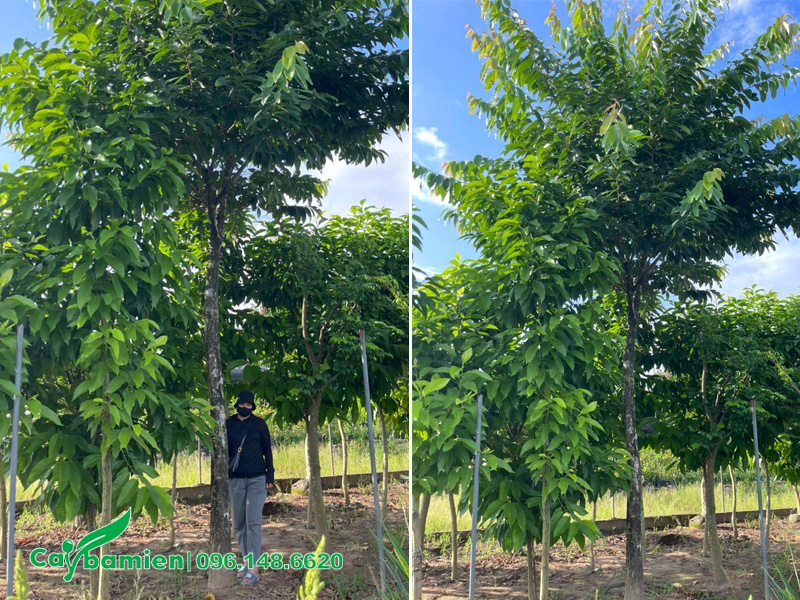 Cách làm cây bằng lăng ra hoa bằng kỹ thuật xiết nước