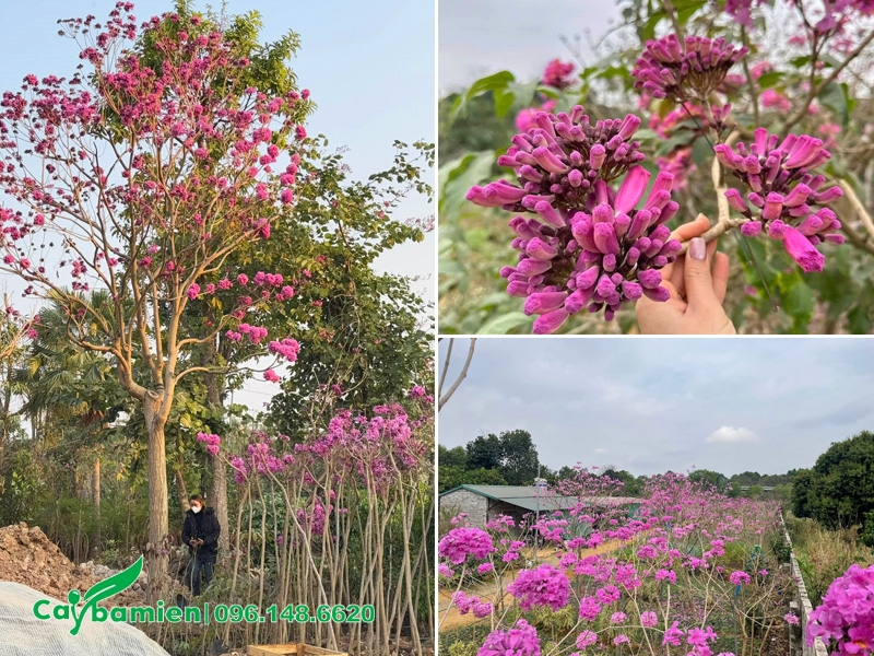 Cách nhân giống cây phong linh tím