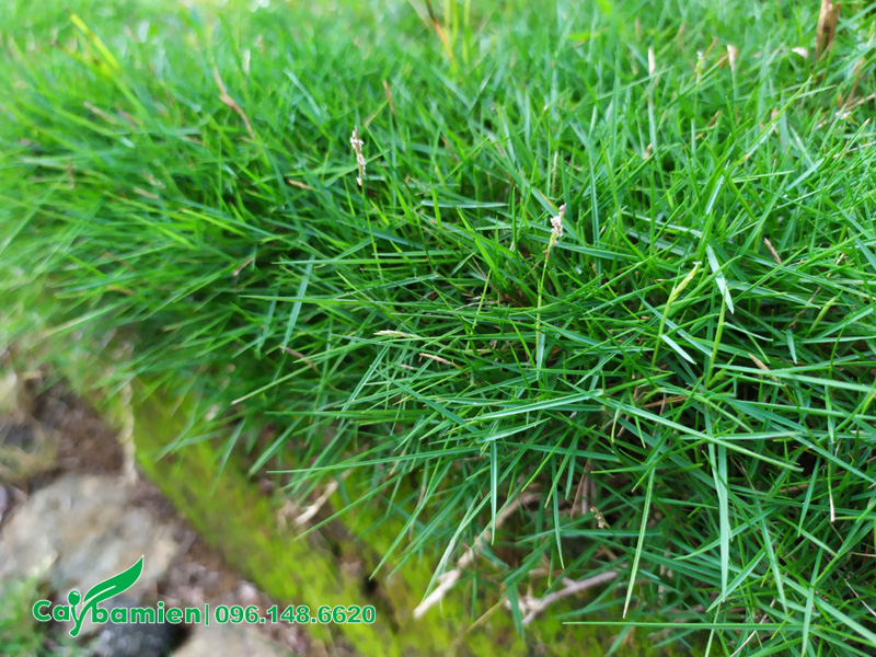 Lá cỏ lông heo nhỏ, mảnh và dài