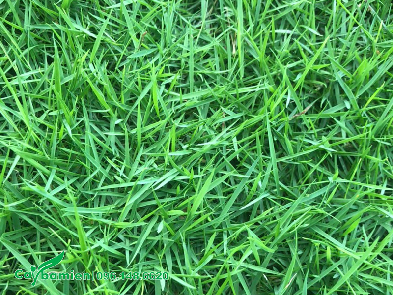 Hình thái bên ngoài của thảm cỏ nhung nhật trưởng thành