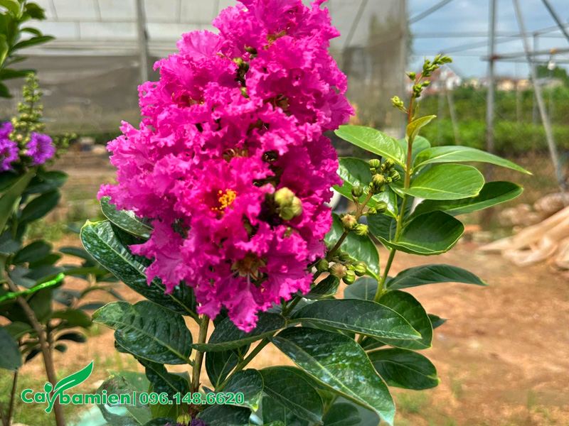 Cây hoa bằng lăng Thái đẹp