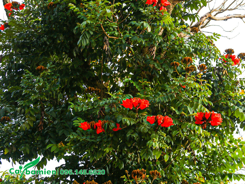 Tán lá cây Sò Đo Cam công trình đẹp hơn sau khi được cắt tỉa