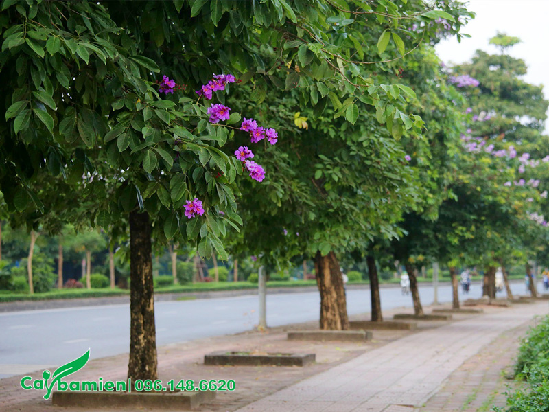 Hàng cây bằng lăng không ra hoa hoặc ra rất ít