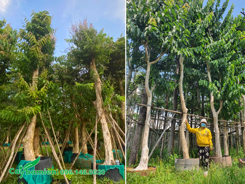 Cây lâu năm đã dâm ủ kỹ, đường kính gốc 20 - 25cm