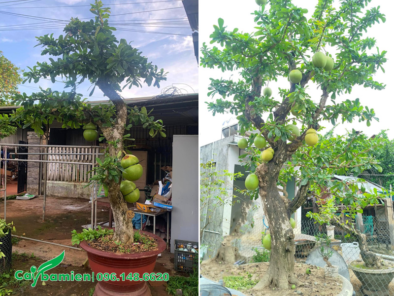 Những chậu cây Đào Tiên dáng trực đẹp, sẵn quả