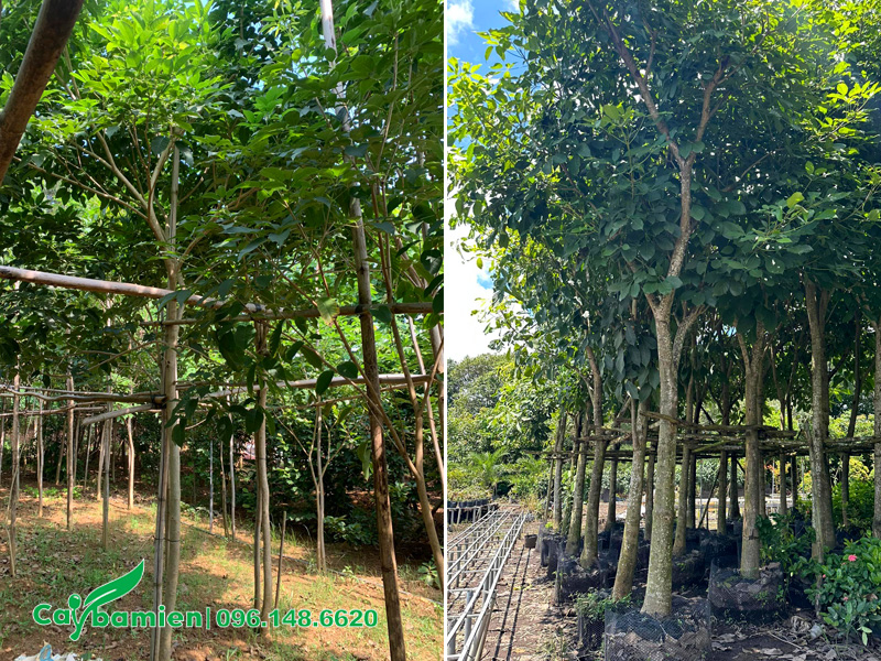 Bán cây phong linh tím và cây kèn hồng công trình đã dâm ủ