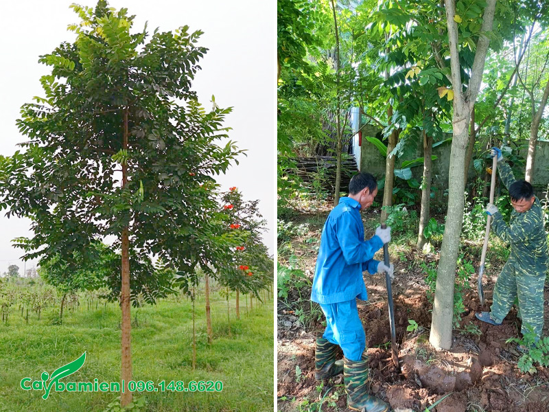 Công nhân đang bứng bầu cho cây Sò Đo Cam công trình đường kính gốc 15 - 20cm