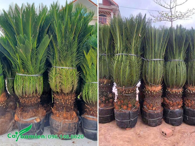 Cây Vạn Tuế trưởng thành, lộ thân 30 - 40cm thích hợp để trồng chậu