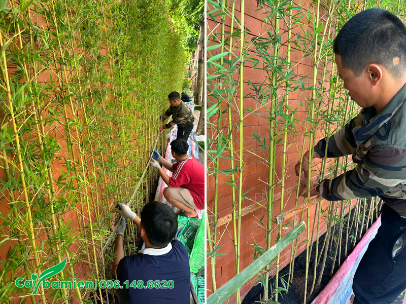 Trồng và cố định cho hàng rào xanh