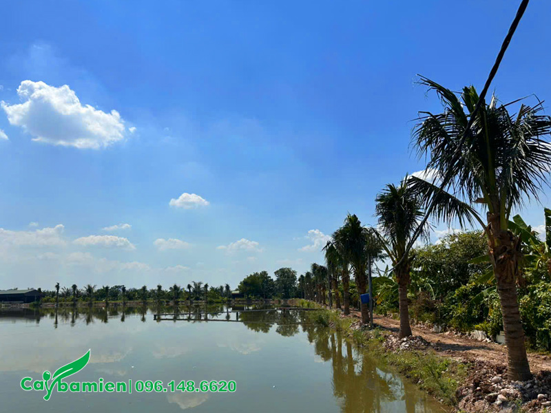 Những hàng dừa thẳng đẹp trồng quanh đầm cá ở Uông Bí - Quảng Ninh
