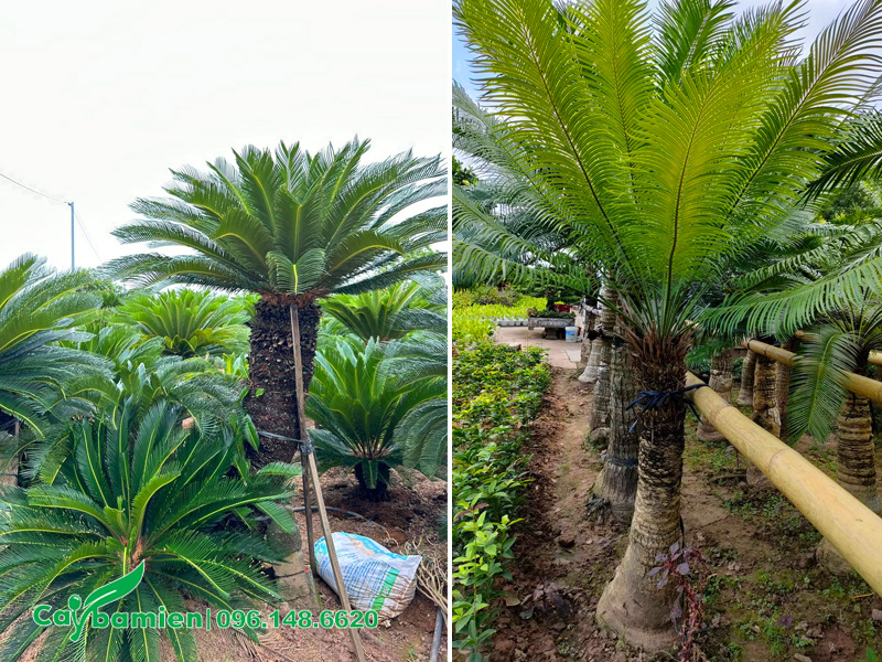 Hình dáng cây vạn tuế và cây thiên tuế tại nhà vườn