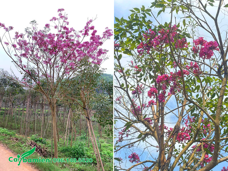 Hoa cây phong linh tím đang nở, lá dã rụng gần hết