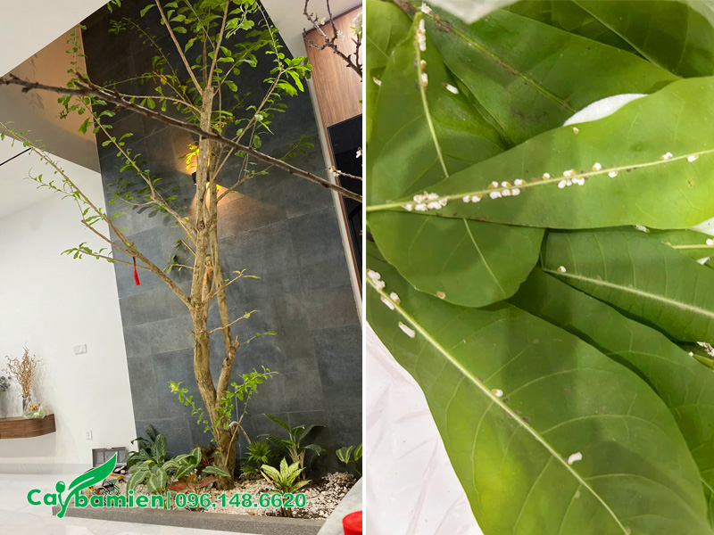 Cây Đào Tiên bị rệp sáp tấn công ở lá