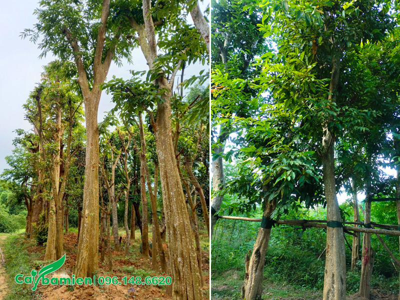 Mua cây săng lẻ công trình đã dưỡng ủ kỹ