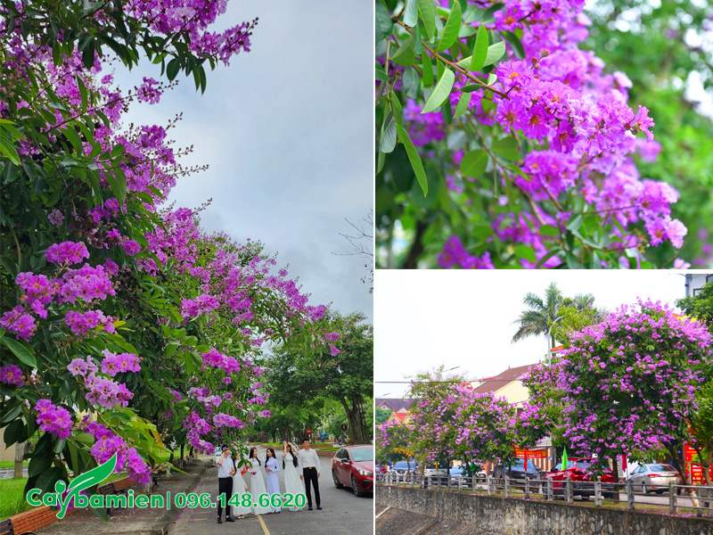 Cây hoa bằng lăng tím trồng vỉa hè đường phố