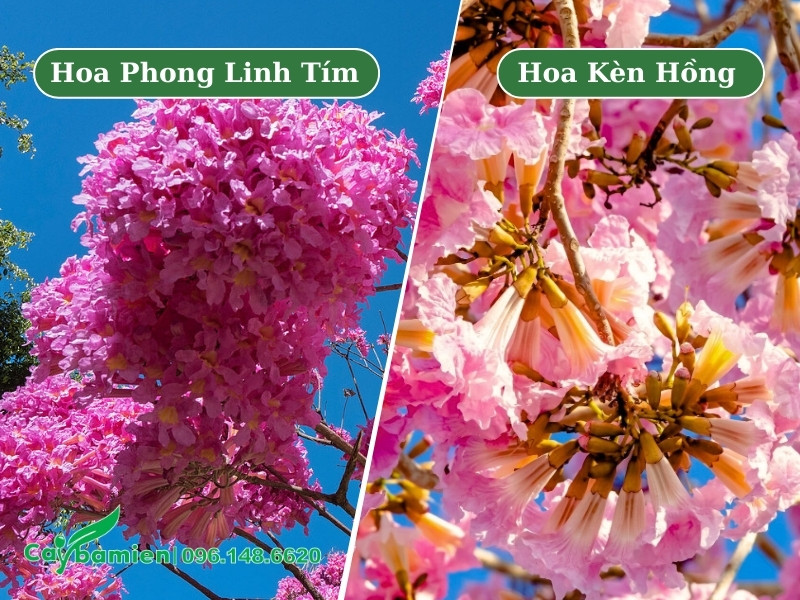 Chùm hoa cây phong linh tím và cây kèn hồng công trình