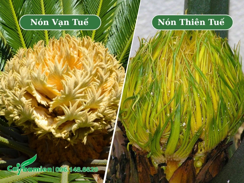 Hình dáng nón cái của cây vạn tuế và cây thiên tuế