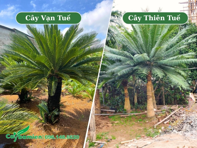 Hình ảnh cây vạn tuế và cây thiên tuế lâu năm, lóng thân 1m - 1m5