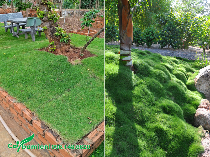 Trồng cỏ nhung nhật và cỏ lông heo trồng trong tiểu cảnh sân vườn