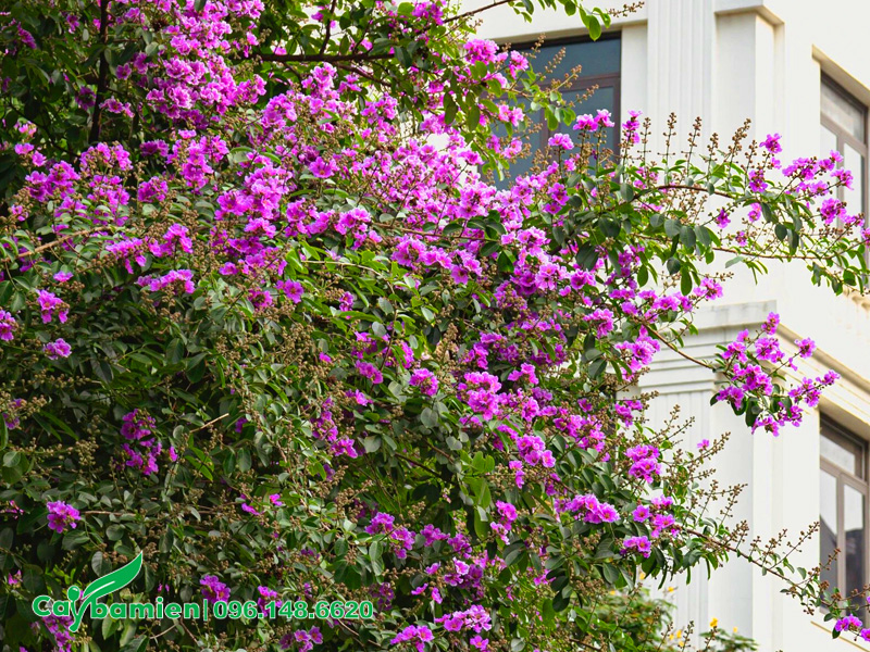 Trồng cây hoa bằng lăng tím trước nhà biệt thự