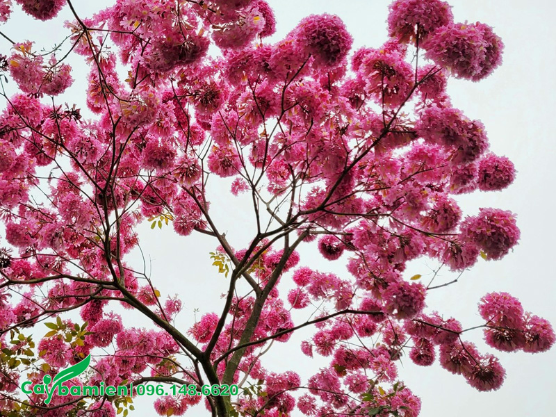 Tán cây hoa phong linh tím lâu năm khi nở rộ