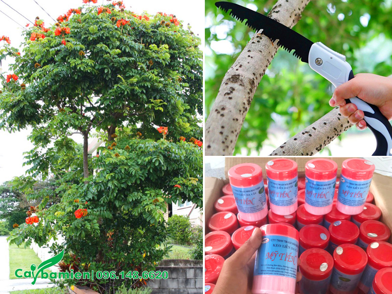 Các bước cắt tỉa cây Sò Đo Cam công trình