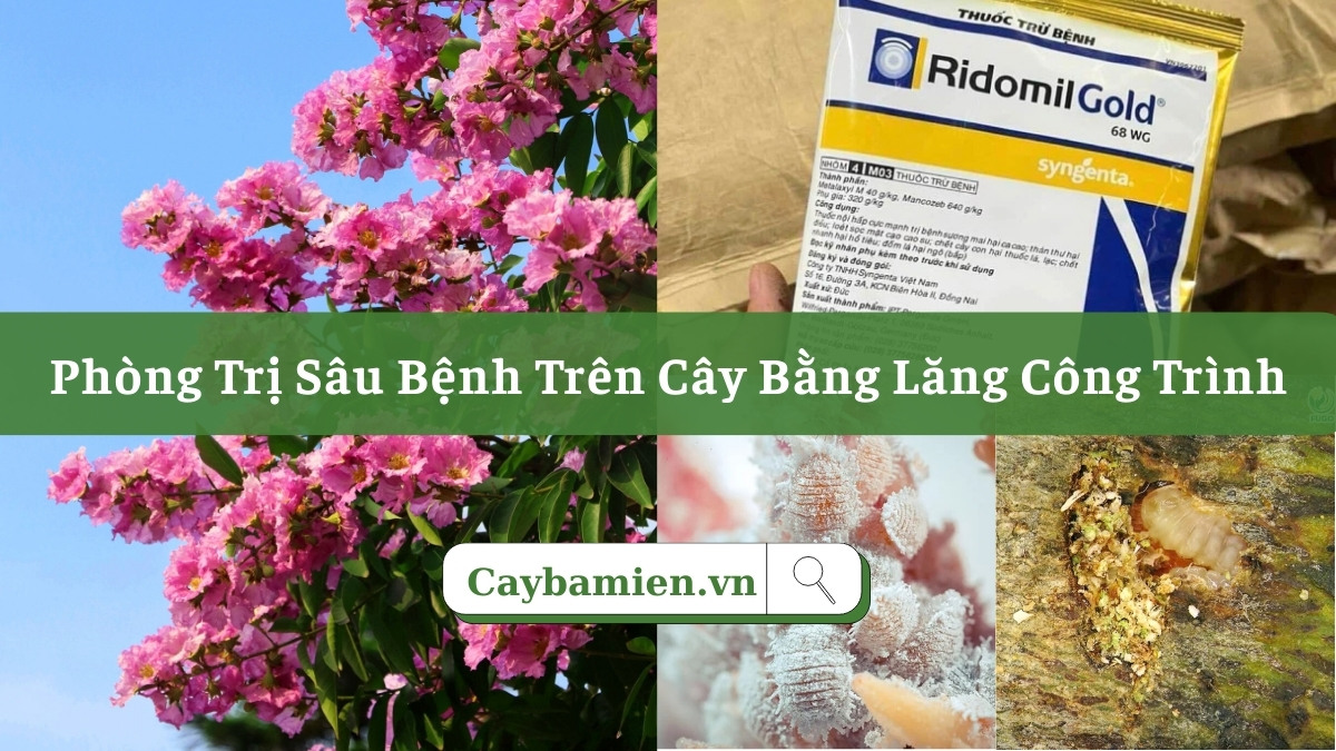 Hướng dẫn chi tiết cách nhận biệt sâu bệnh trên cây bằng lăng công trình và cách xử lý hiệu quả