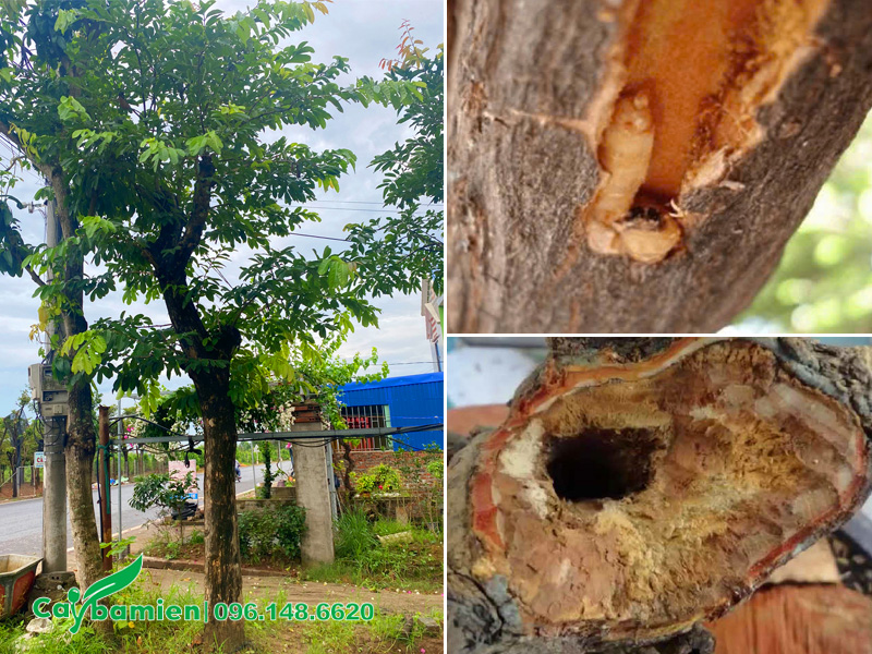 Cây bằng lăng tím bị sâu đục thân