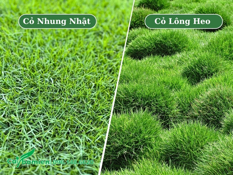 Sự khác biệt giữa hai thảm cỏ nhung nhật và cỏ lông heo