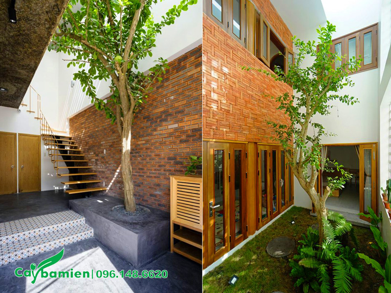 Đào Tiên đường kính gốc 15cm trồng trong nhà