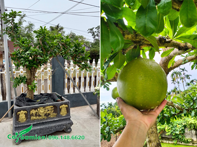 Đào Tiên bonsai dáng bay đẹp, chiều cao 2m tín cả chậu