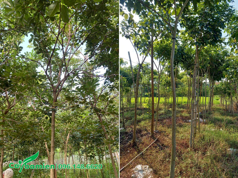 Vườn cây phong linh tím trưởng thành thoát thân cao 2.5m