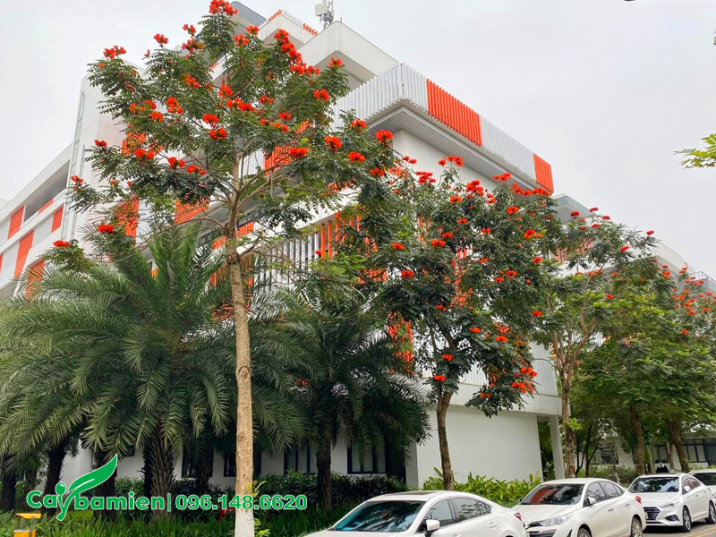 Hàng cây sò đo cam trồng trước tòa nhà