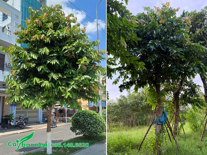 Cây bằng lăng ra nhiều chồi non, lá non không ra hoa