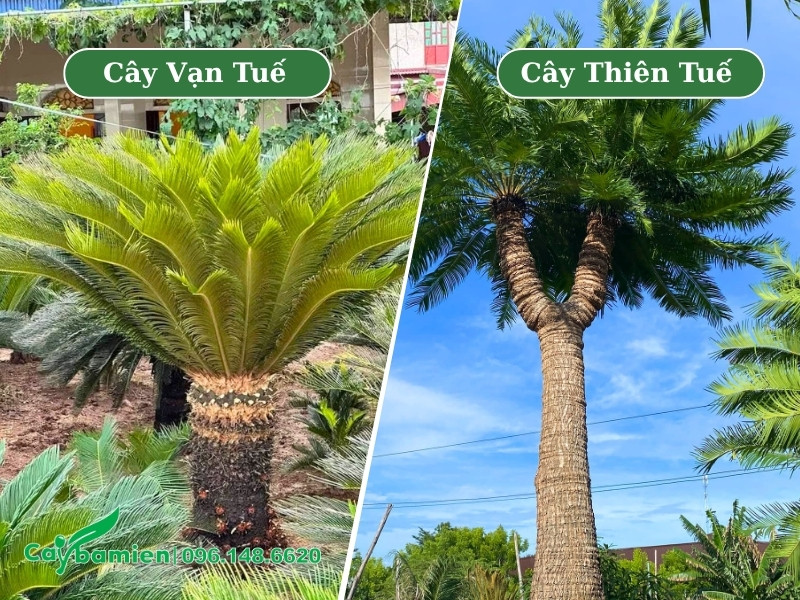 Hình dáng thân cây có sự khác biệt rõ ràng