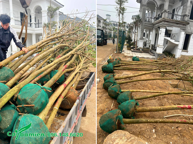 Trồng cây hoa phong linh tím cho khu biệt thự cao cấp