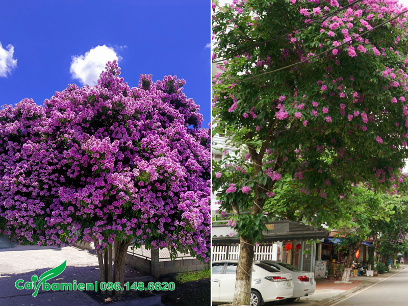 Cây công trình hoa đẹp, tạo bóng mát hiệu quả