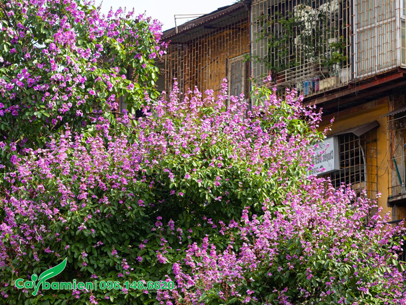 Trồng cây bằng lăng cổ thụ trước nhà