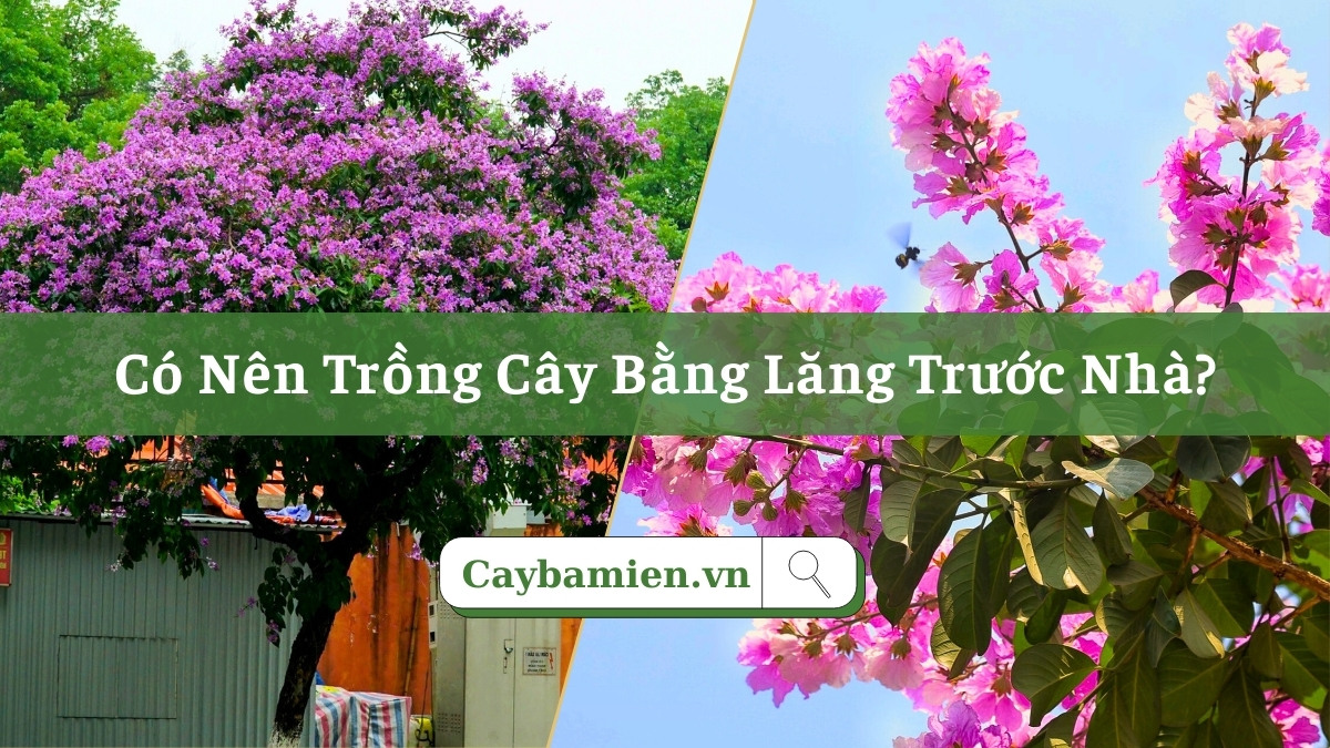 Trồng cây bằng lăng trước nhà tạo khung cảnh đẹp, ấn tượng với sắc tím thơ mộng